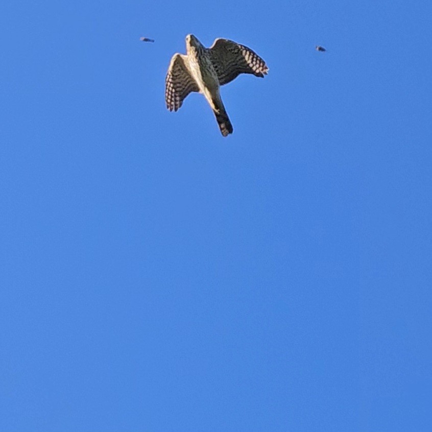 Sharp-shinned Hawk - ML625975960