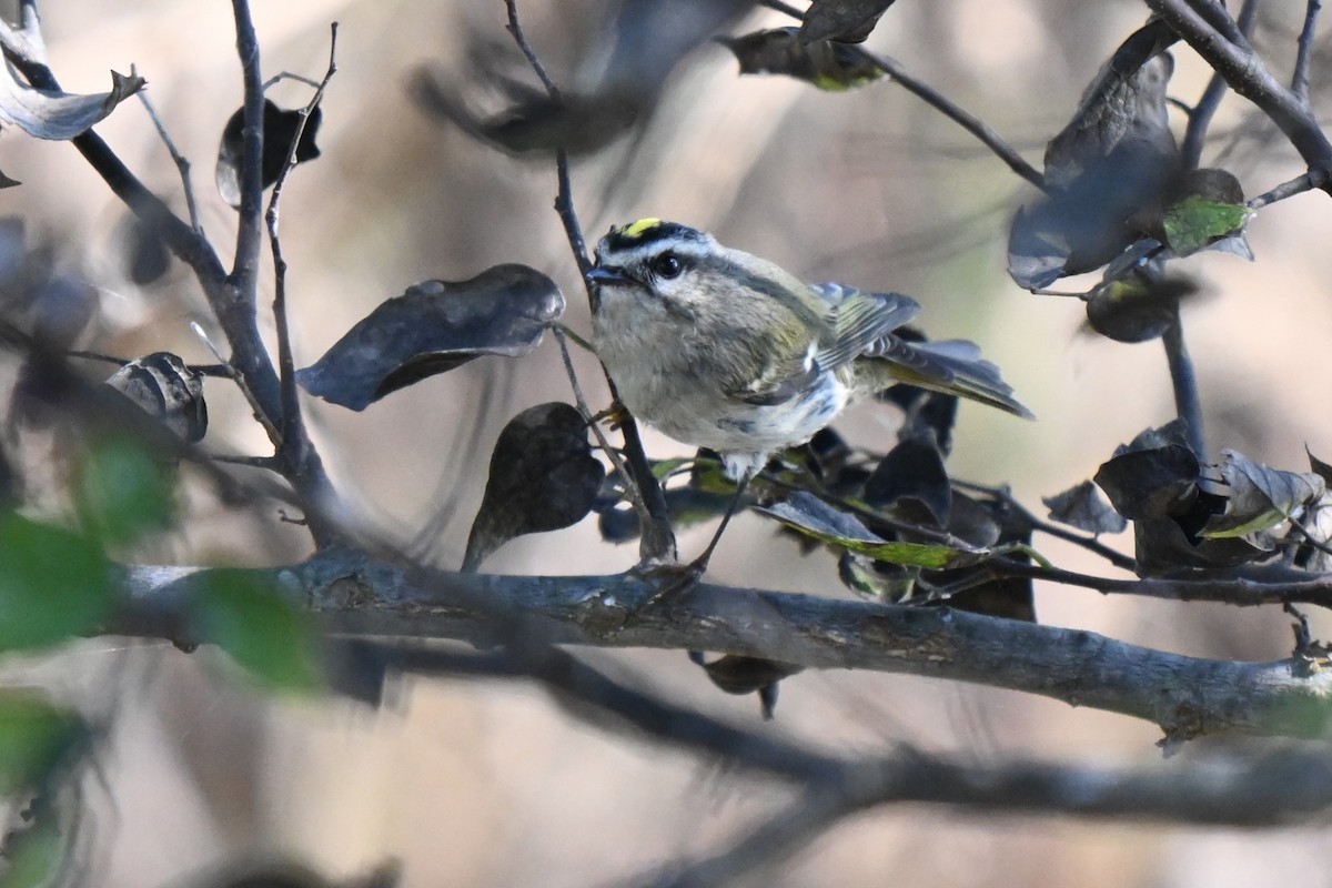 Golden-crowned Kinglet - ML625975961