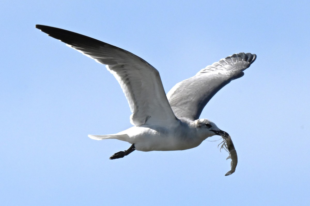 Laughing Gull - ML625975971