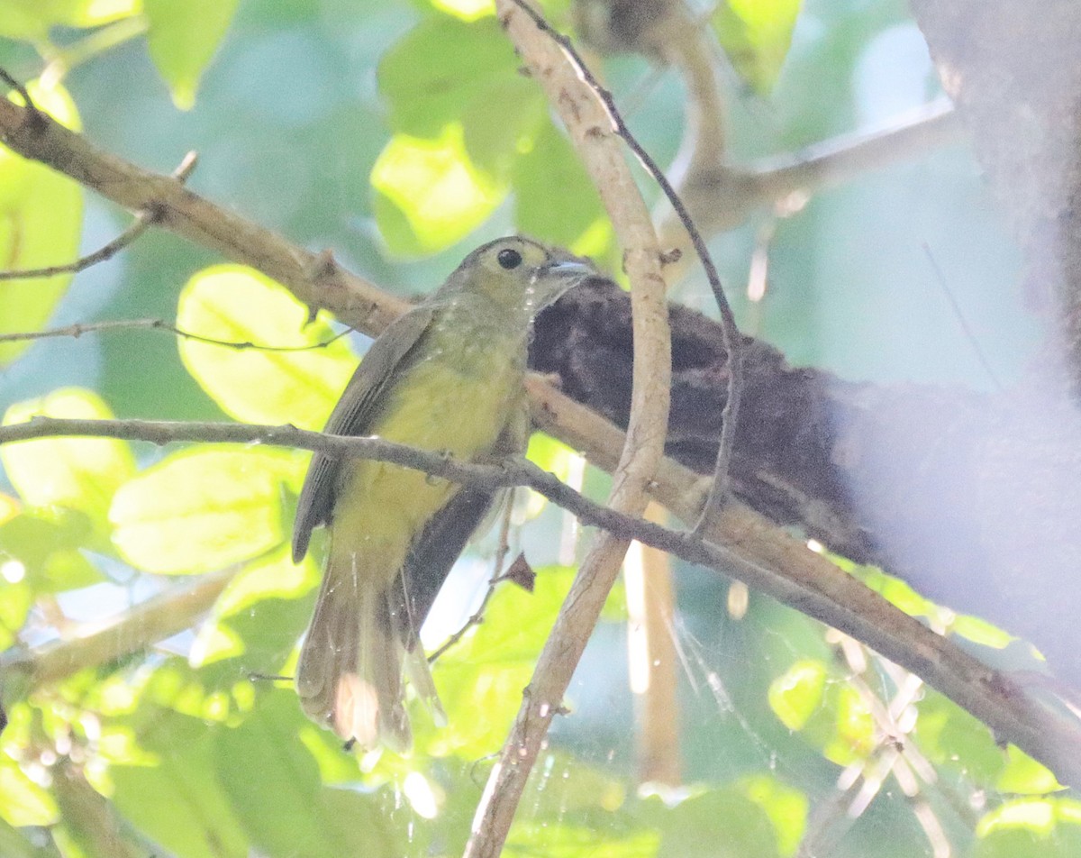 Hairy-backed Bulbul - ML625976005