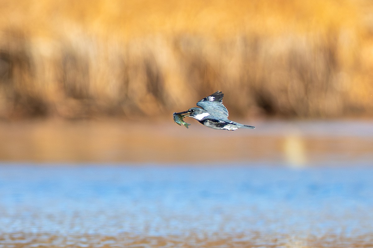 Belted Kingfisher - ML625976035
