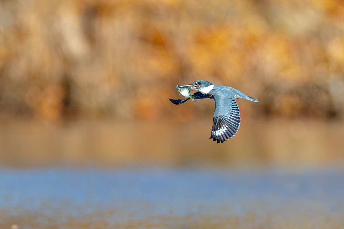Belted Kingfisher - ML625976039