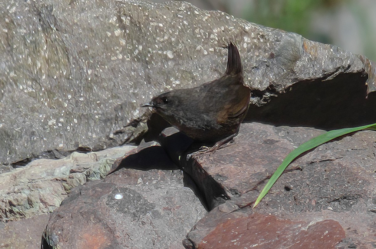 Magellanic Tapaculo - ML625976348