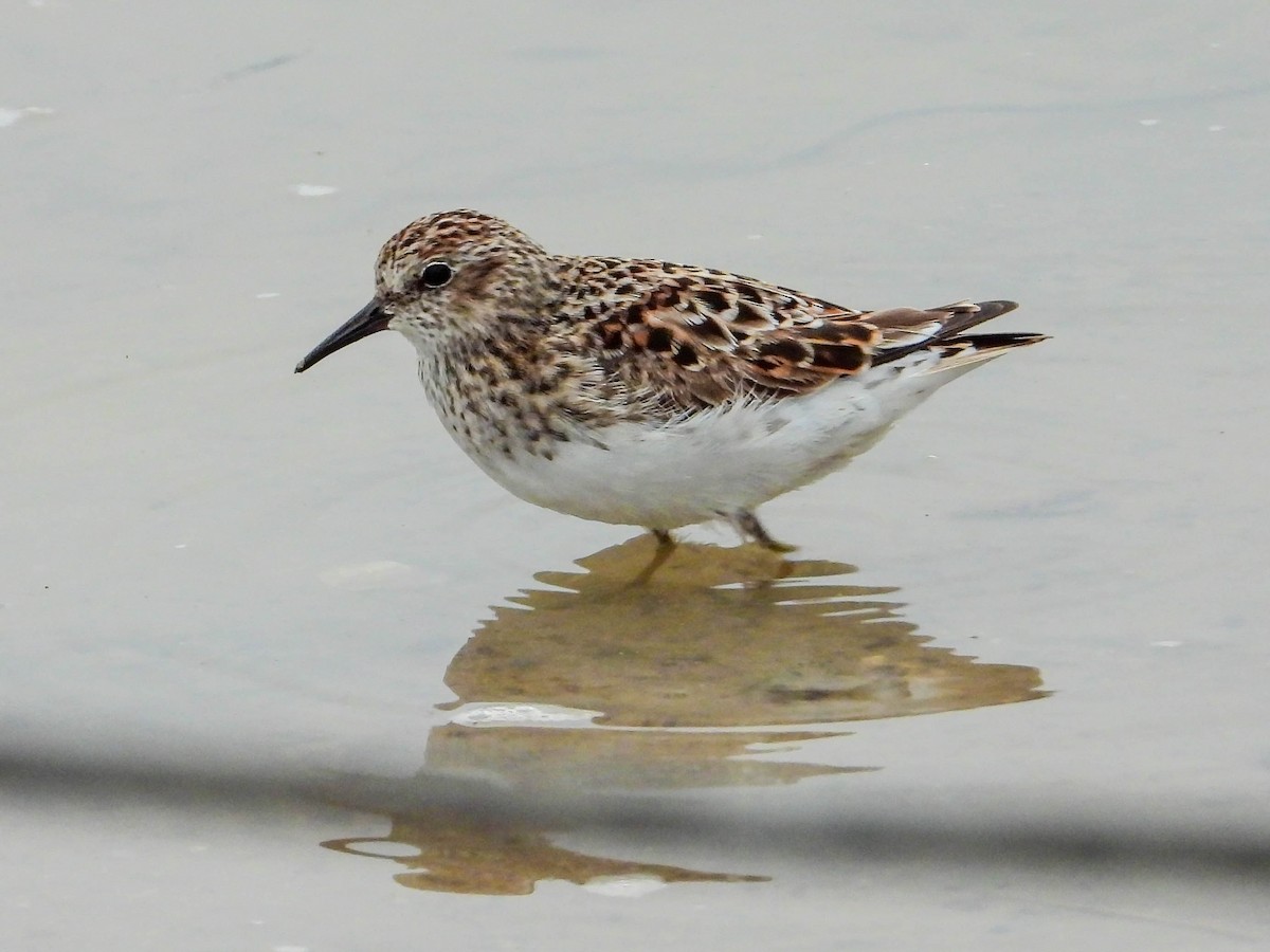 Wiesenstrandläufer - ML625976495