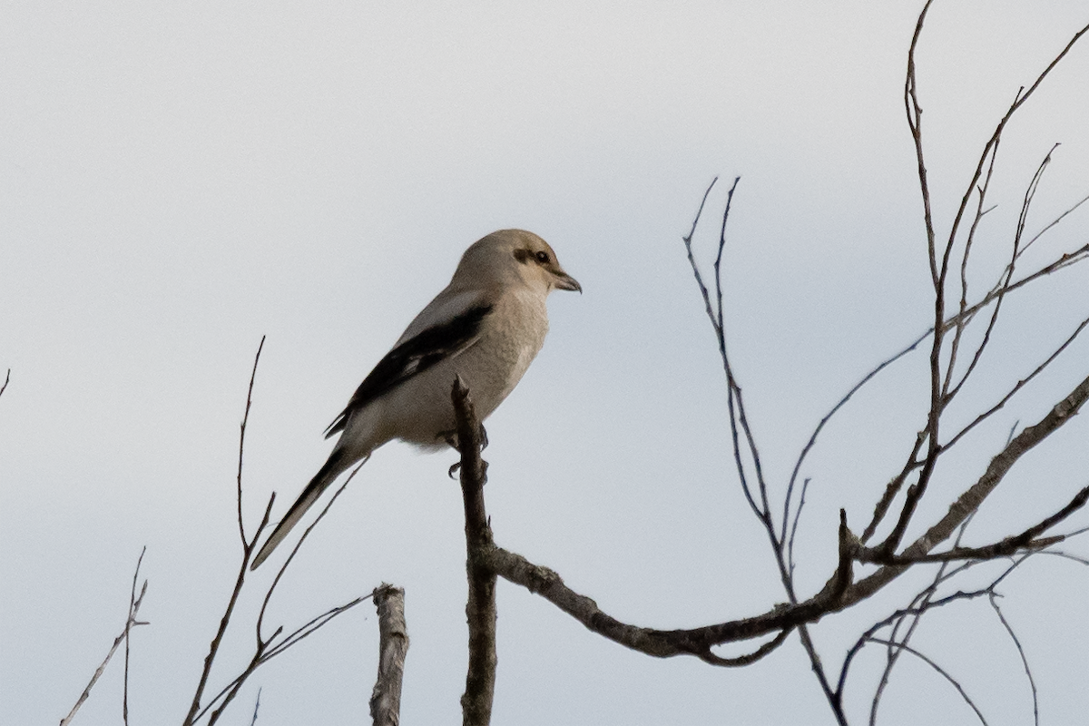 Northern Shrike - ML625976519