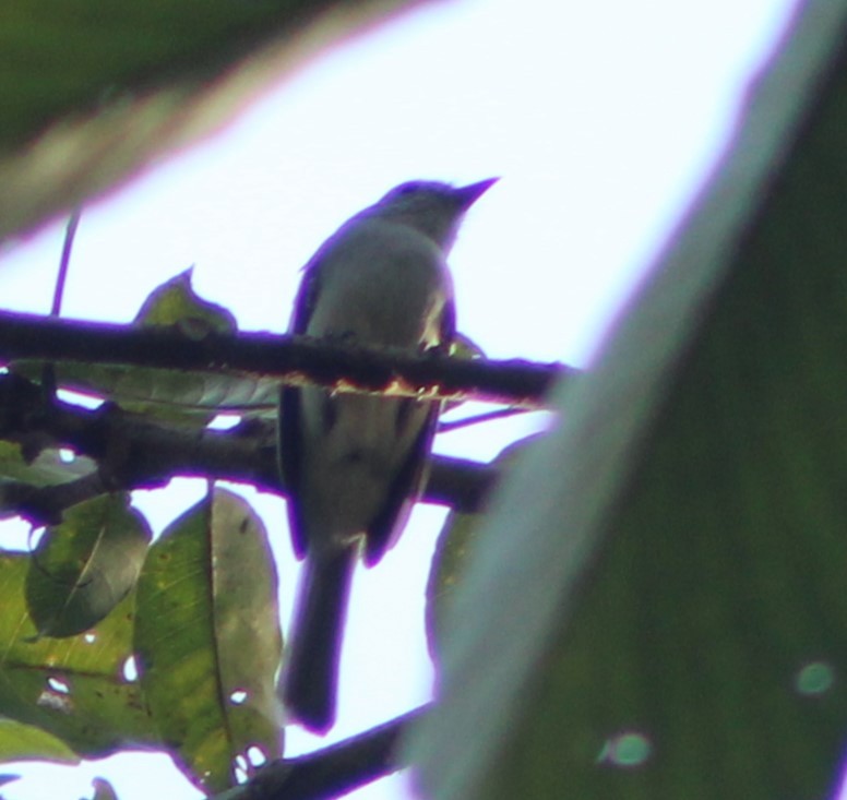 Amazonian Elaenia - ML625976676