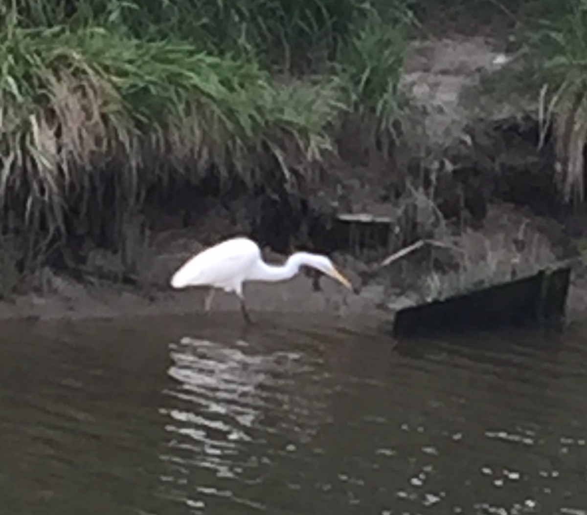 Great Egret - Bev Alexander