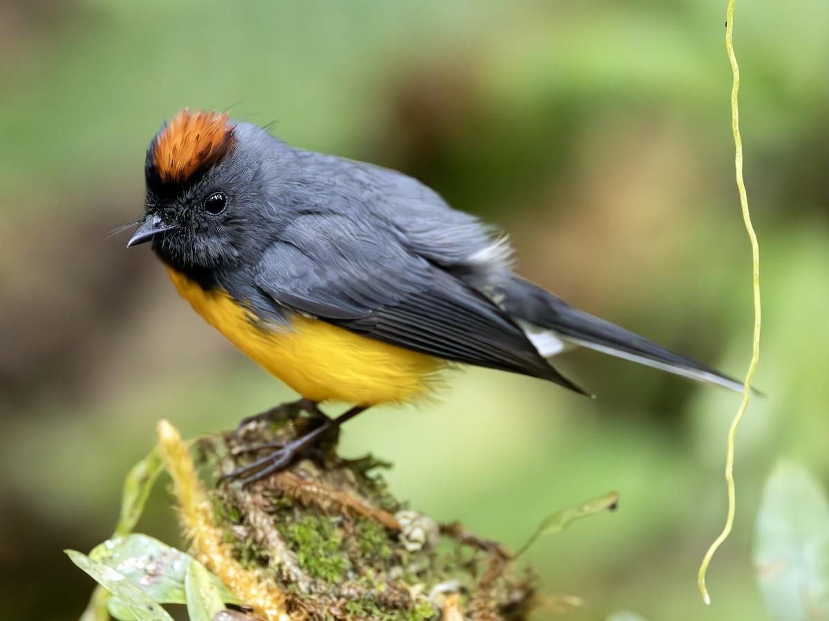 Slate-throated Redstart - ML625976873