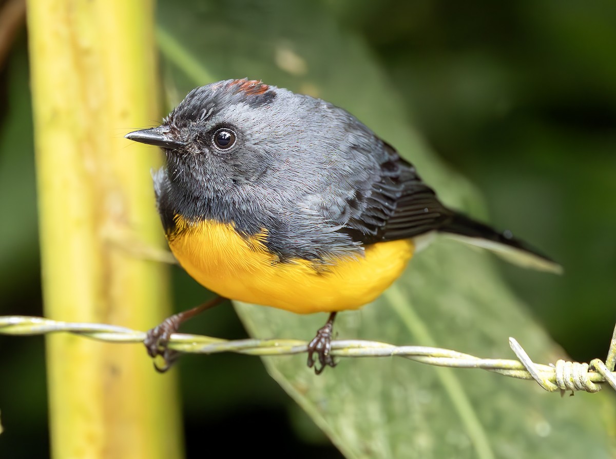 Slate-throated Redstart - ML625976874