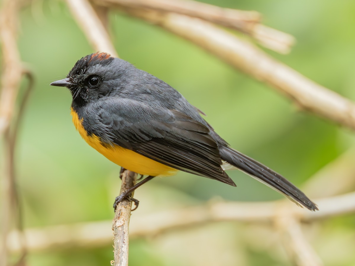 Slate-throated Redstart - ML625976875