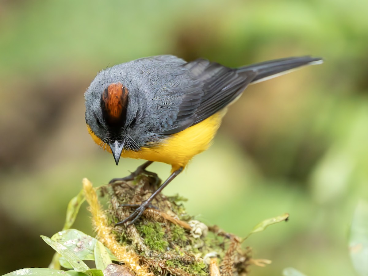 Slate-throated Redstart - ML625976876