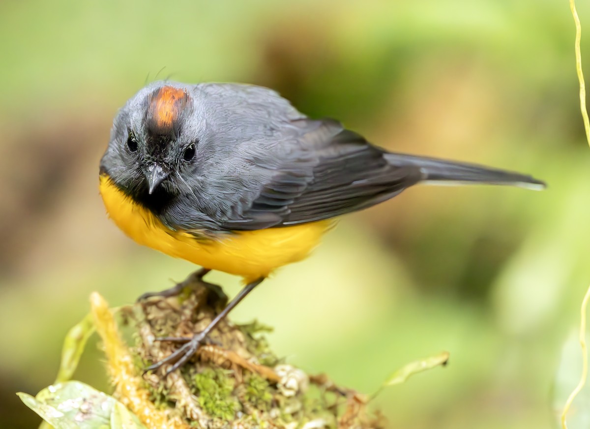 Slate-throated Redstart - ML625976877