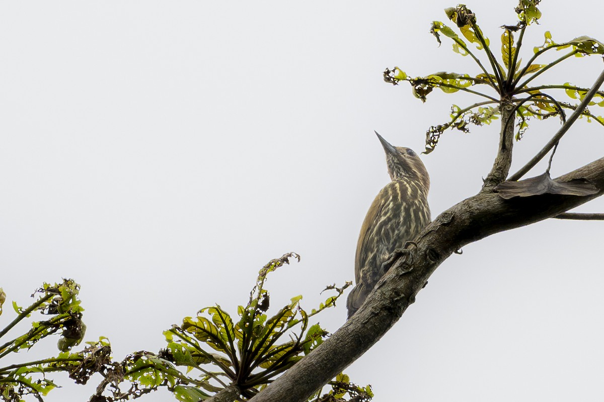Melancholy Woodpecker - ML625976950