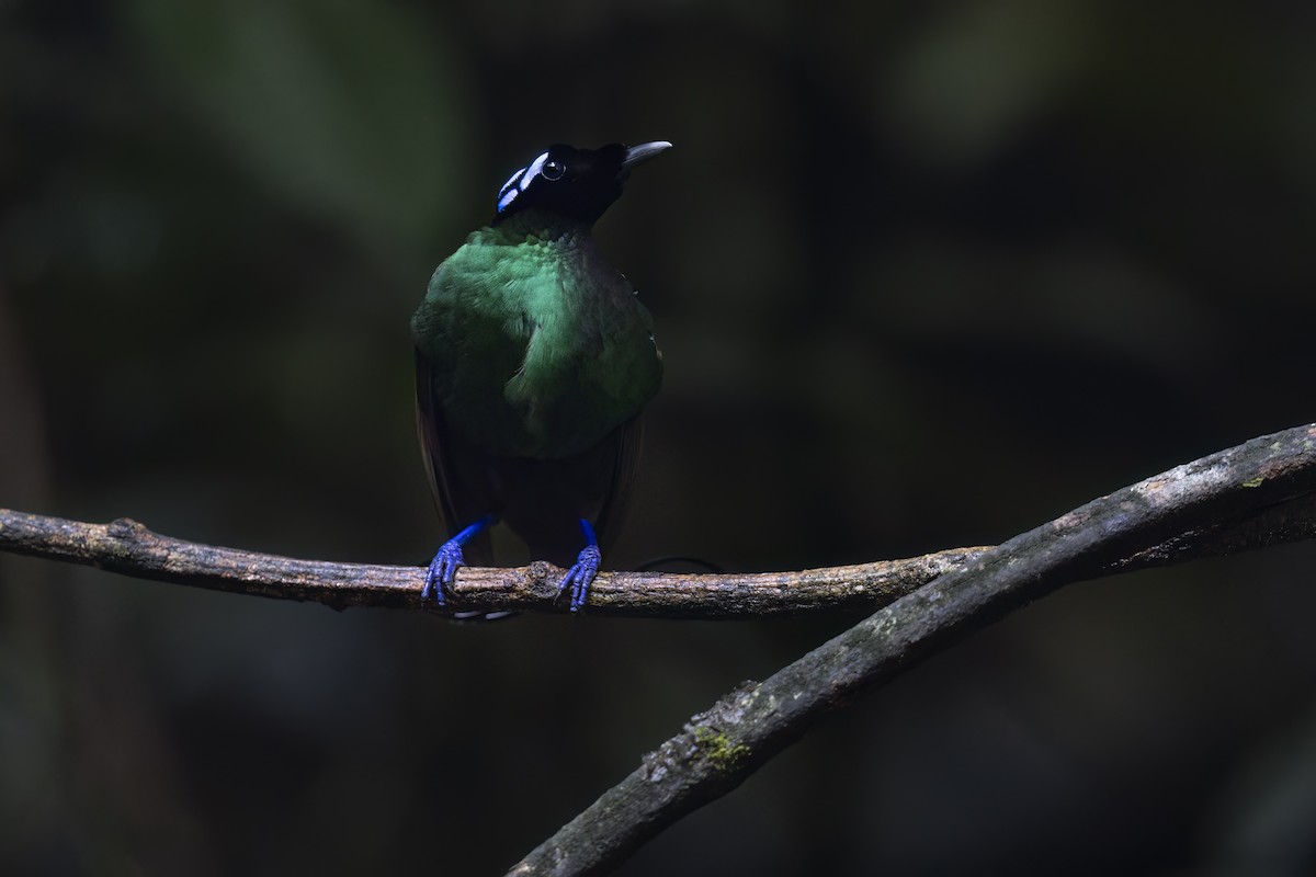 Wilson's Bird-of-Paradise - ML625977048