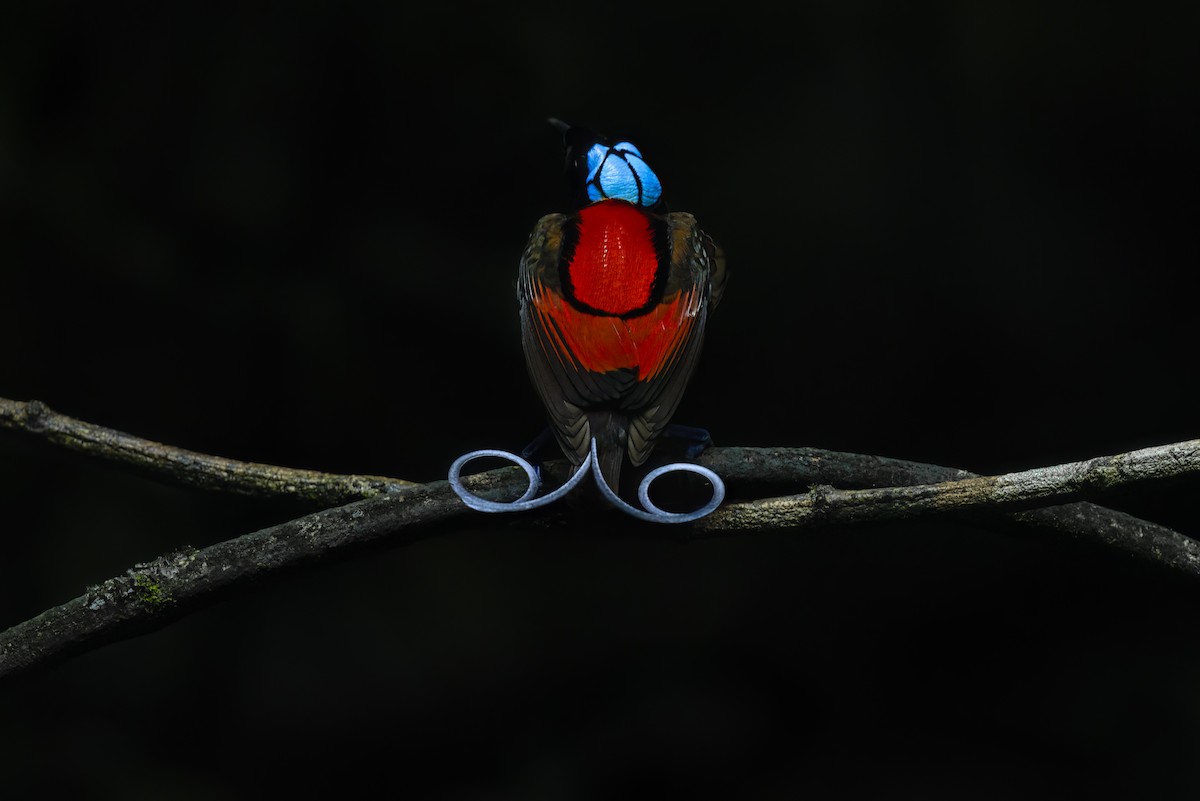 Wilson's Bird-of-Paradise - ML625977057