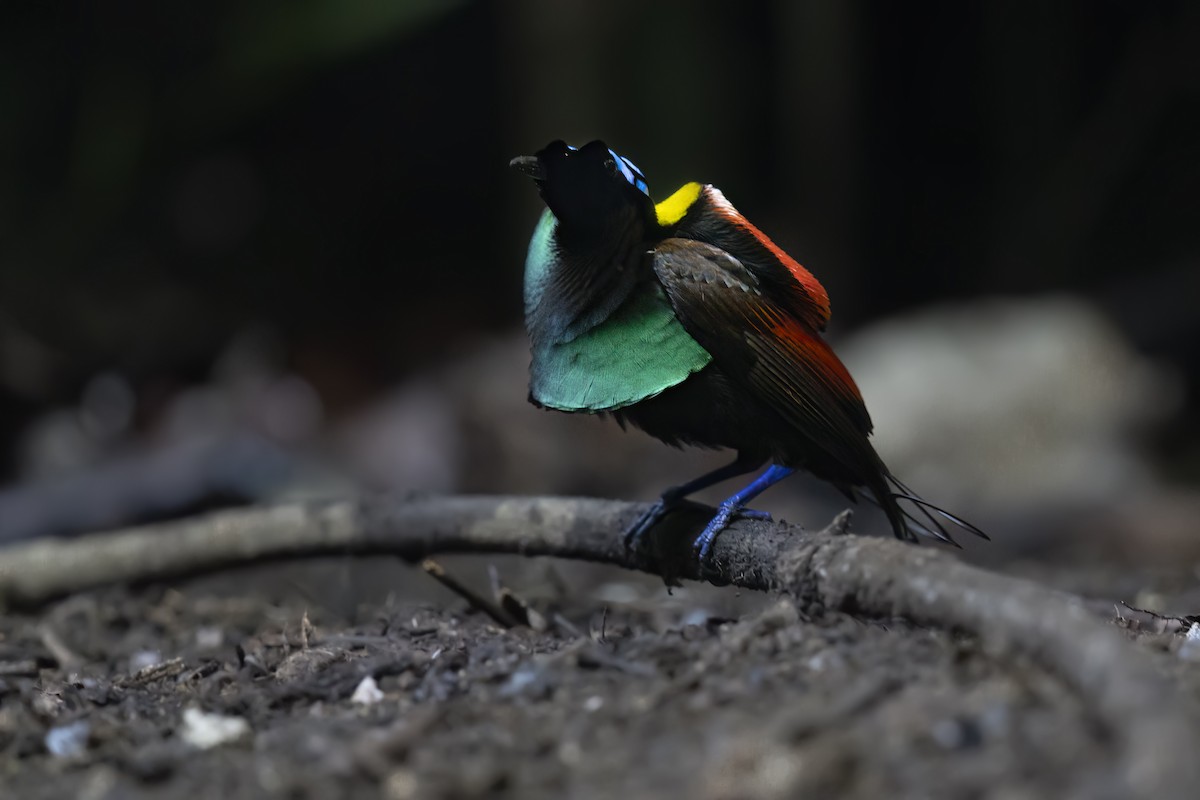 Wilson's Bird-of-Paradise - ML625977060