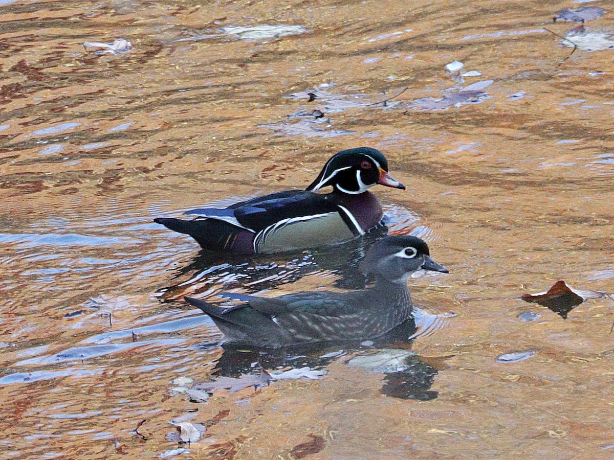 Wood Duck - ML625977370