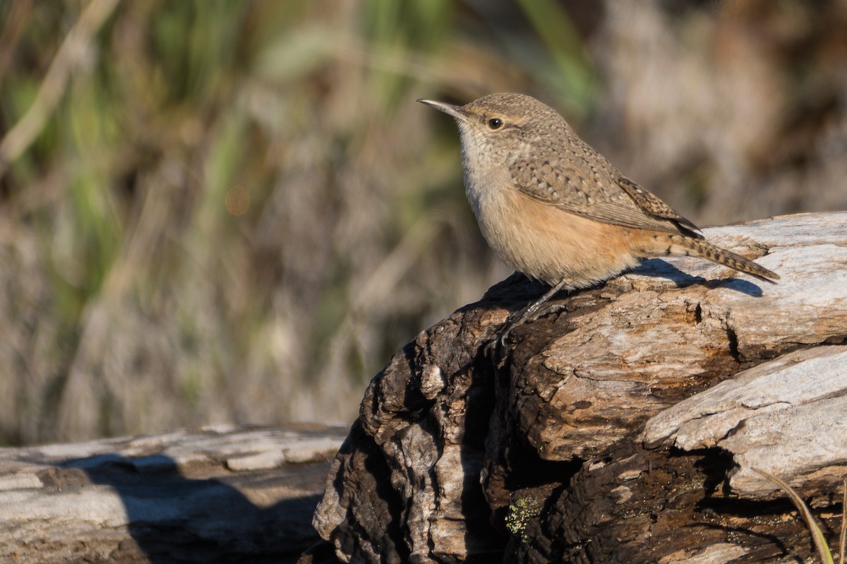 Rock Wren - ML625977441