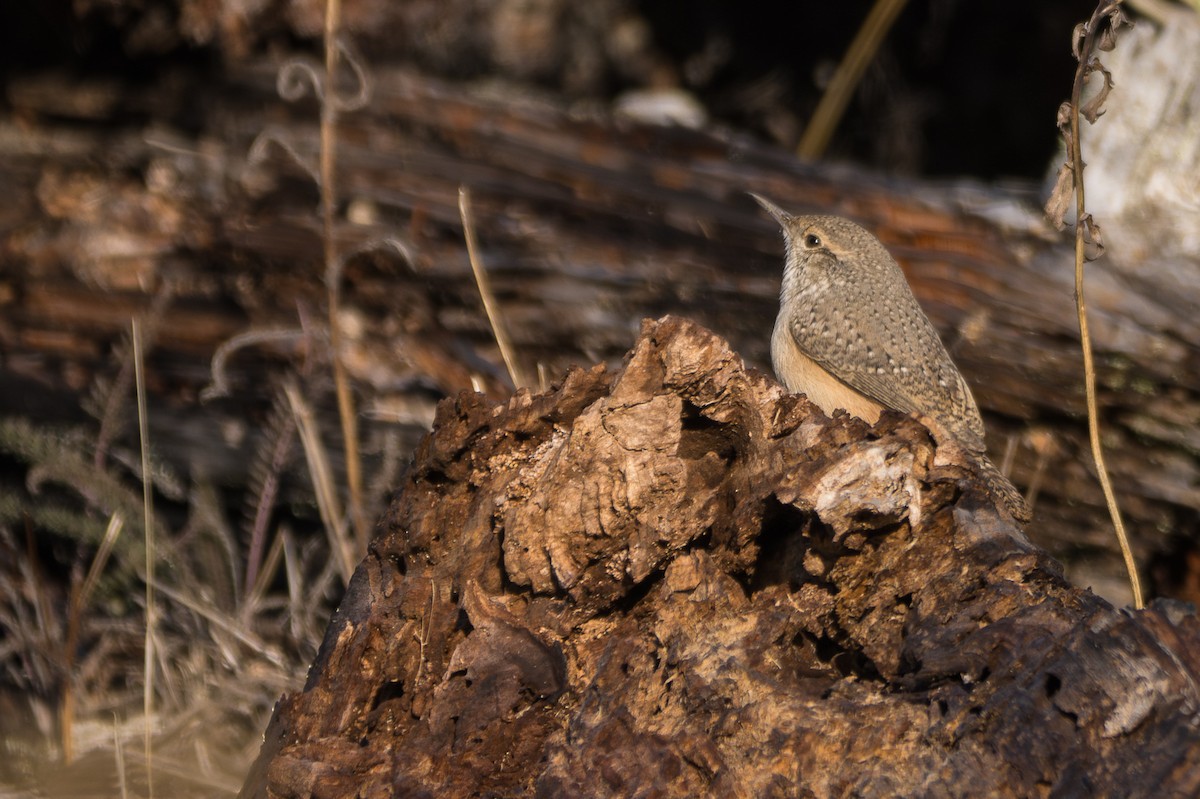 Rock Wren - ML625977442