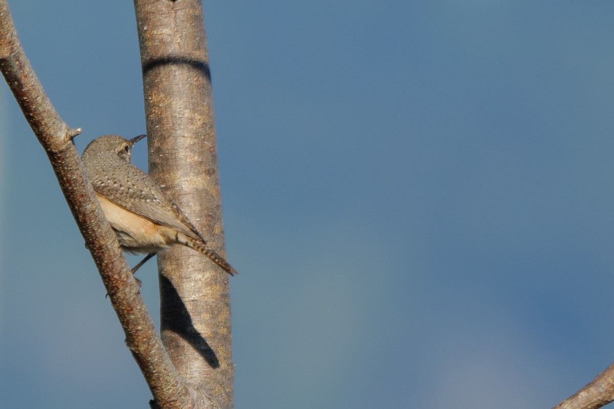 Rock Wren - ML625977443