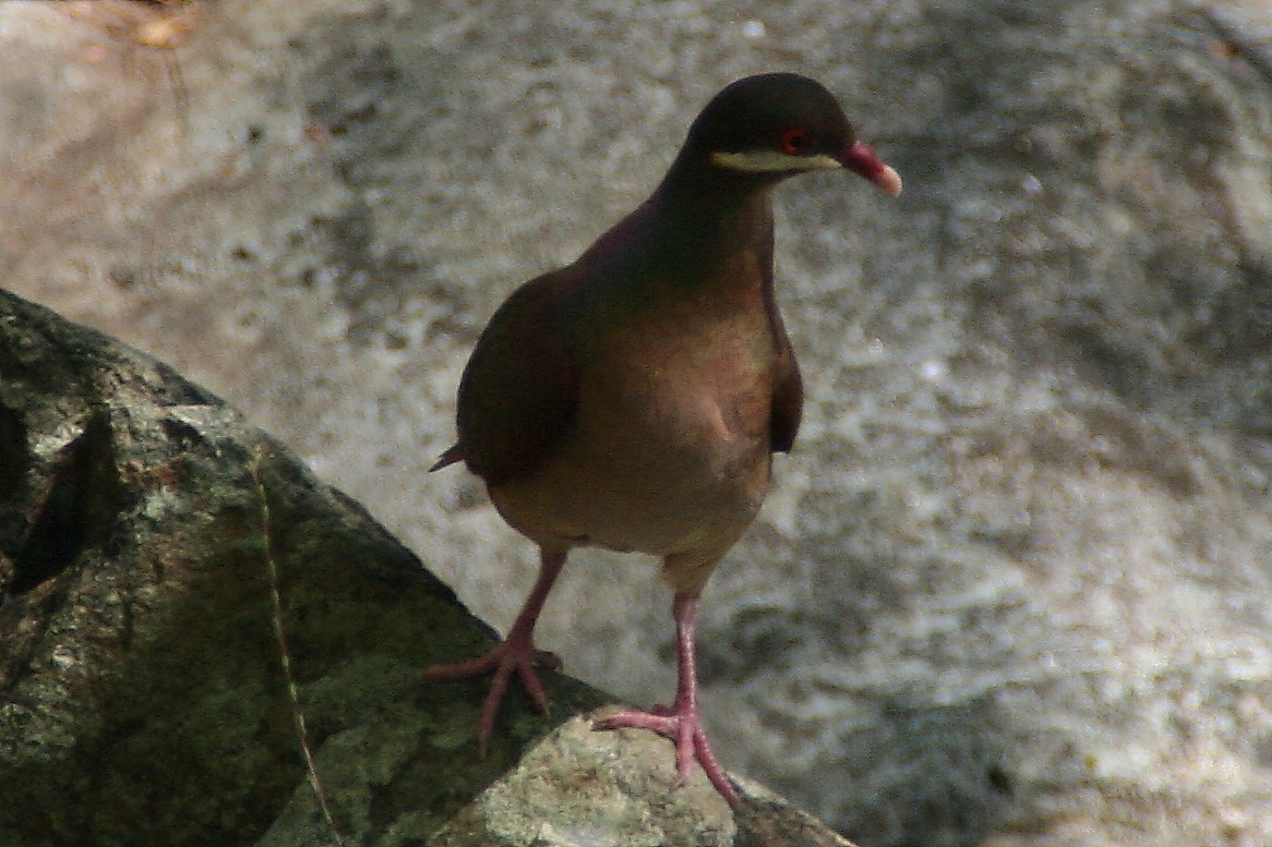 Bridled Quail-Dove - ML625977446