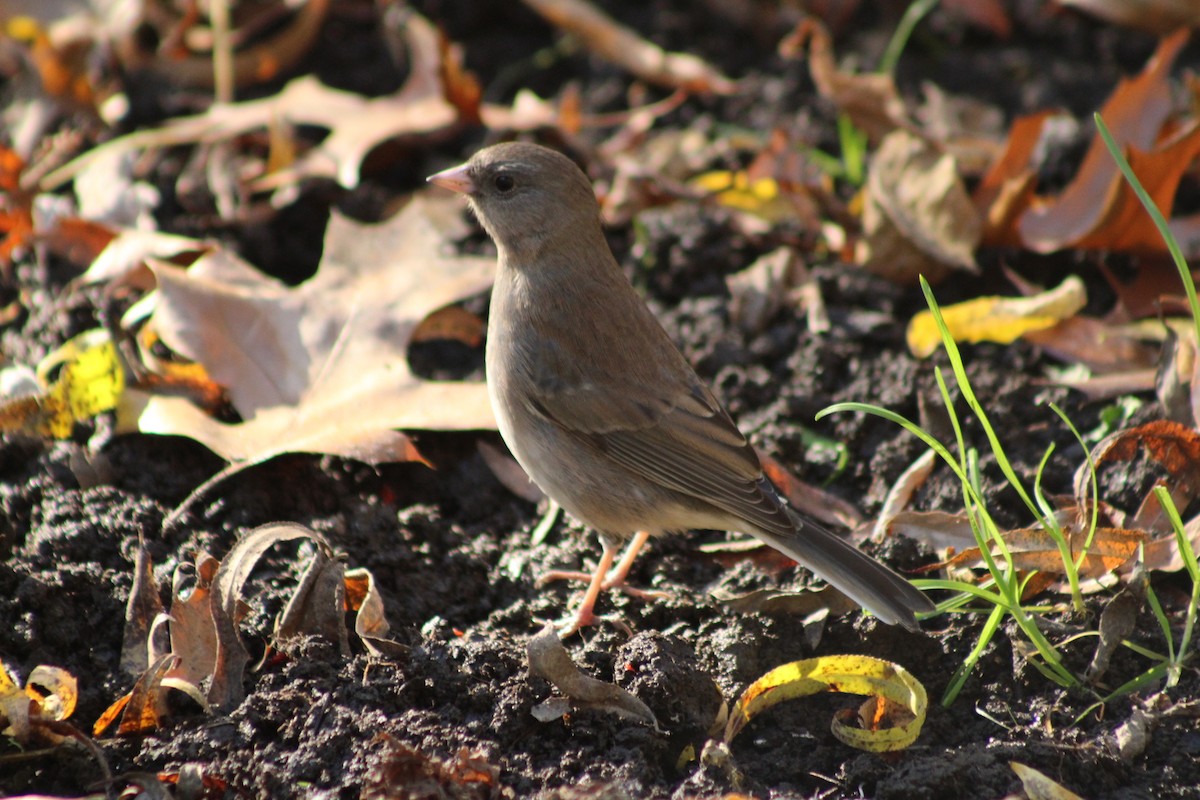 Dark-eyed Junco (Slate-colored) - ML625977539