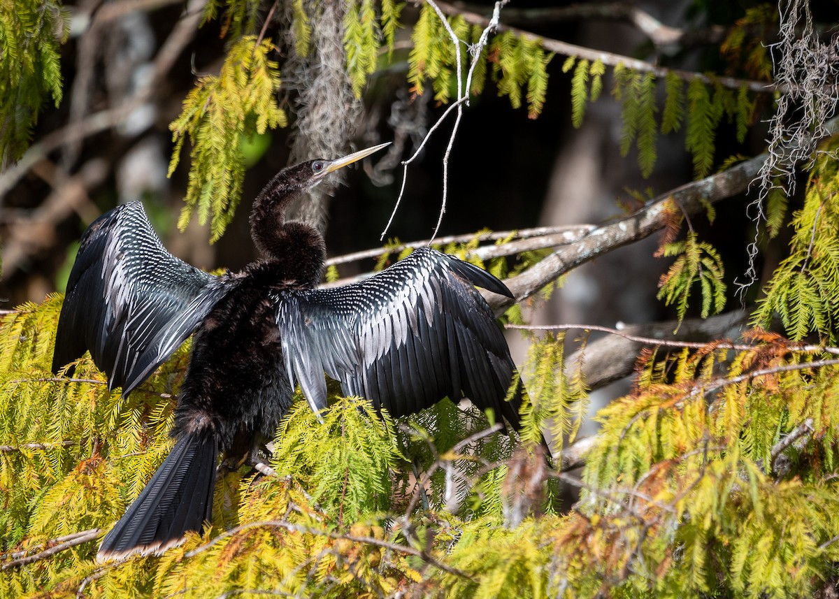 Anhinga Americana - ML625977585