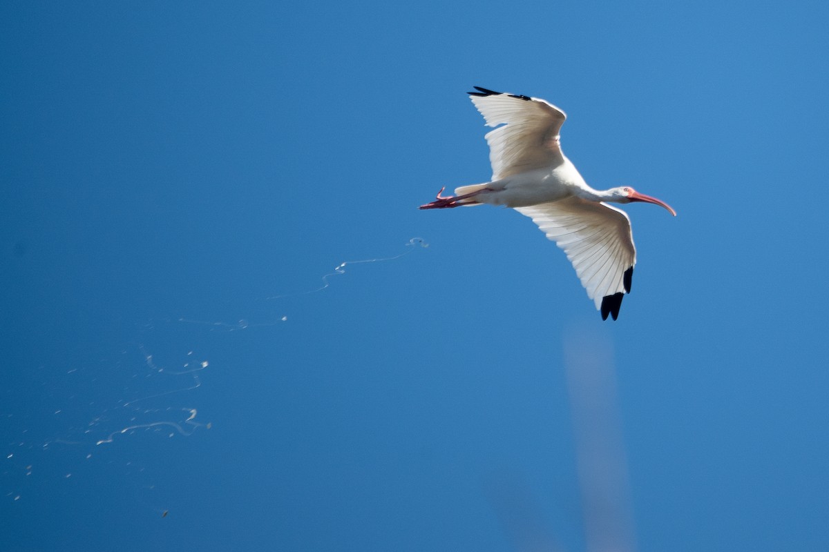 Ibis Blanco - ML625977599