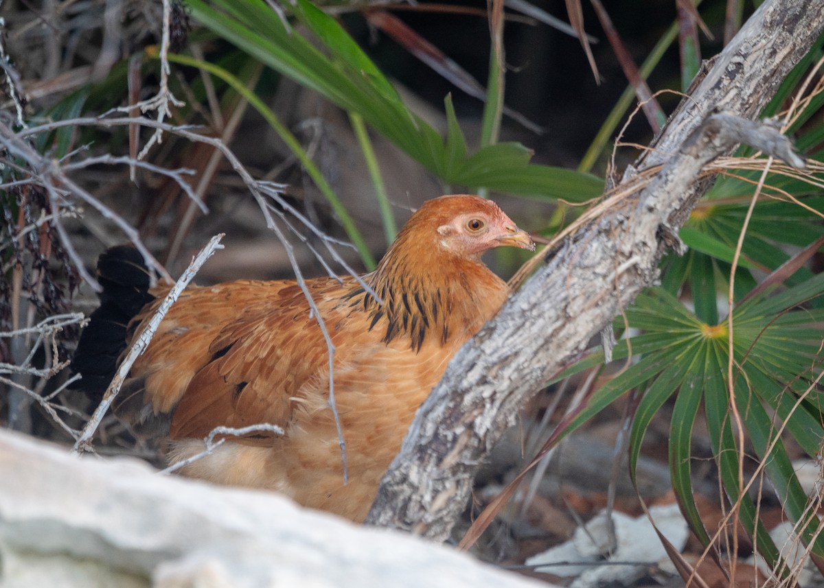 Gallo Bankiva (doméstico) - ML625977648