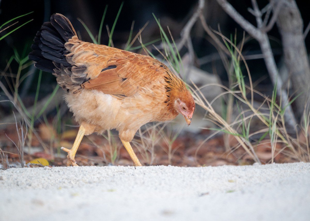 Gallo Bankiva (doméstico) - ML625977649