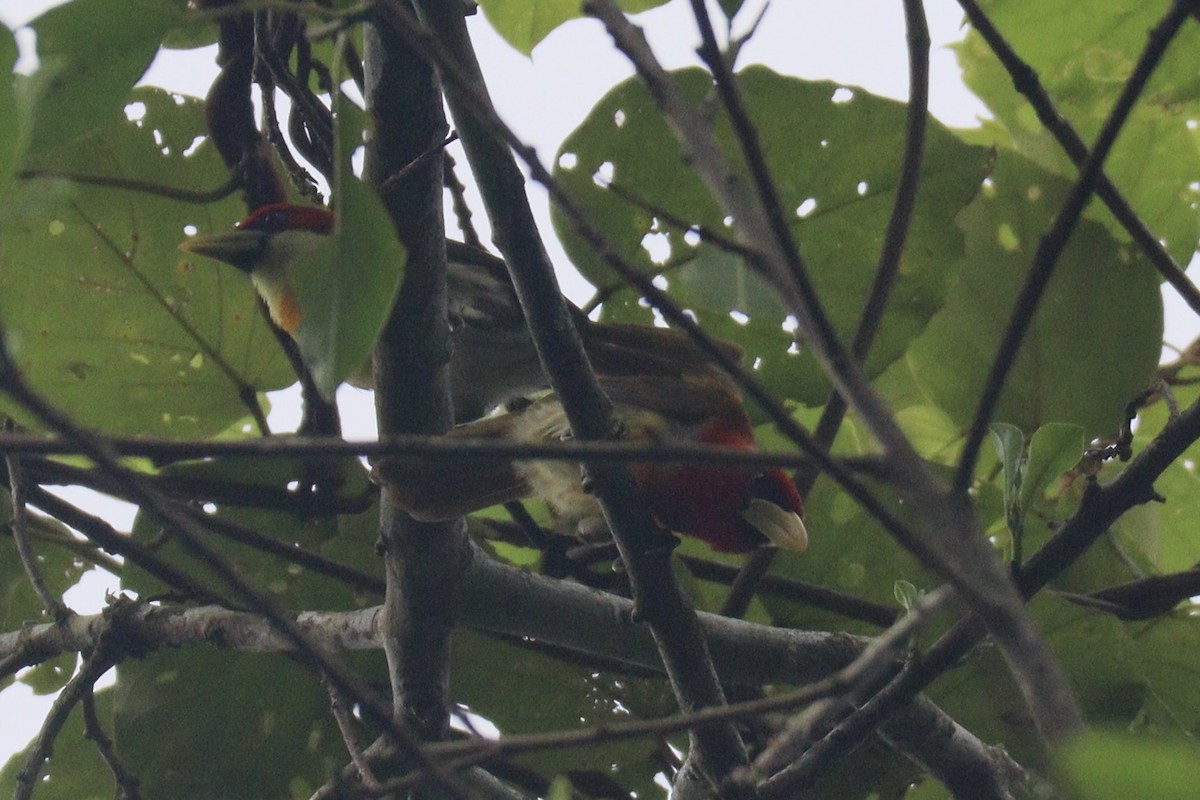 Scarlet-hooded Barbet - ML625977663