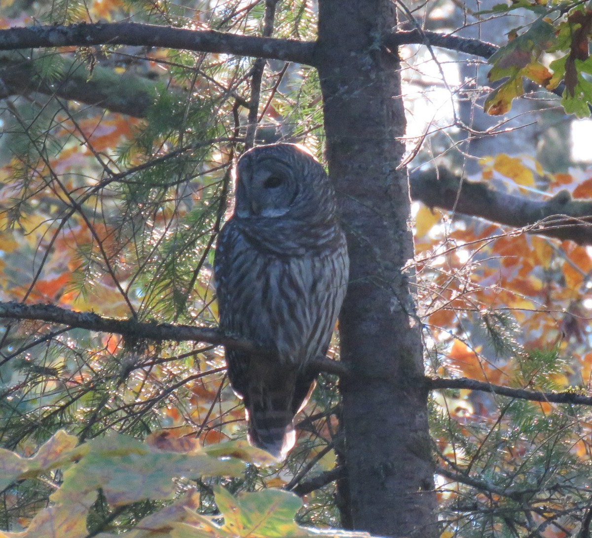 Barred Owl - ML625977865