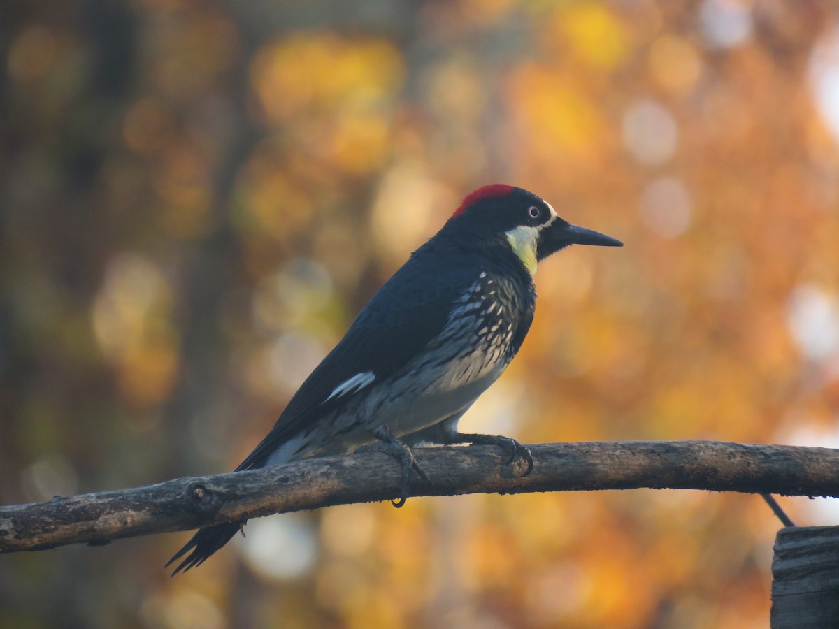 Acorn Woodpecker - ML625977883