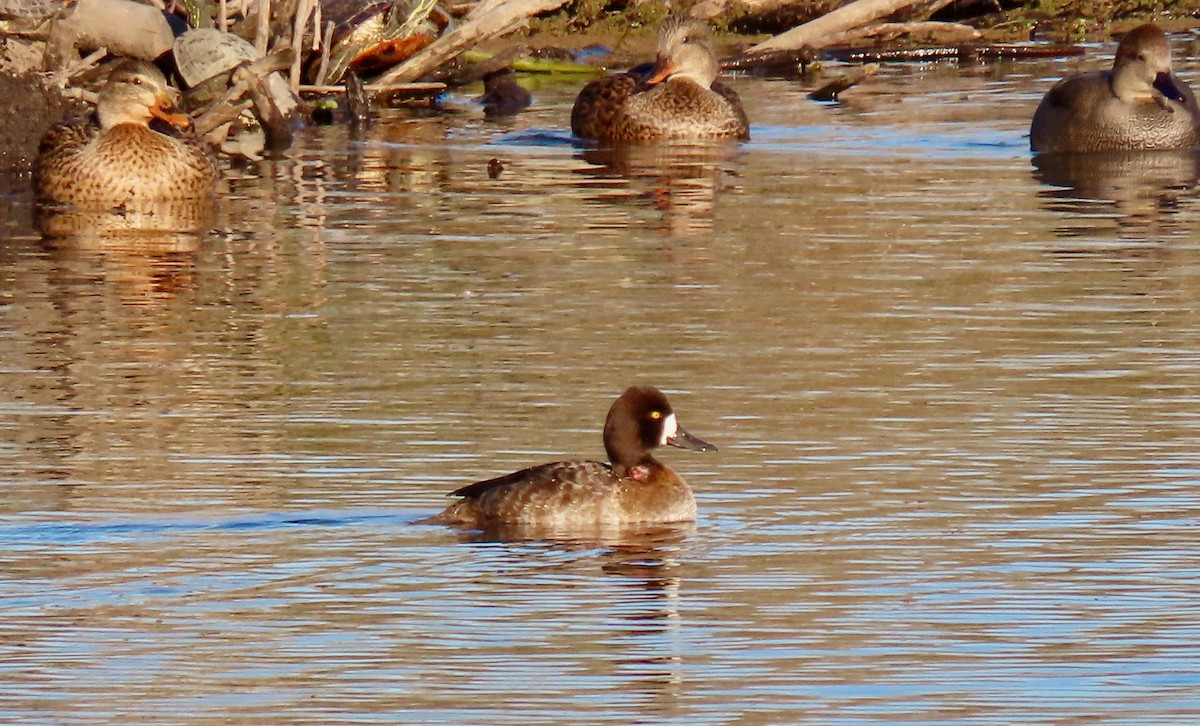 Lesser Scaup - ML625977998