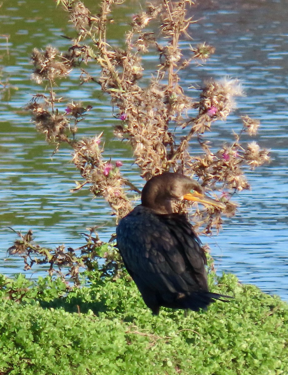 Double-crested Cormorant - ML625978009