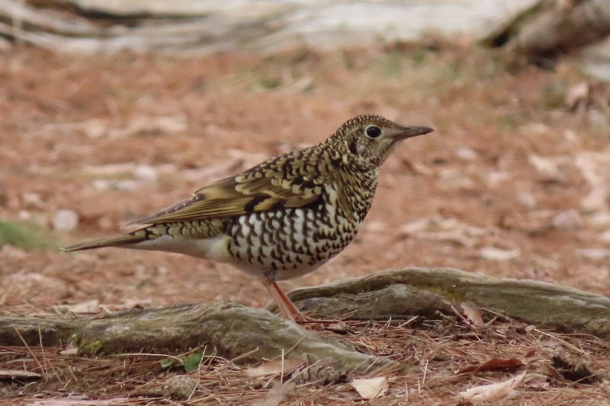 White's Thrush - ML625978074