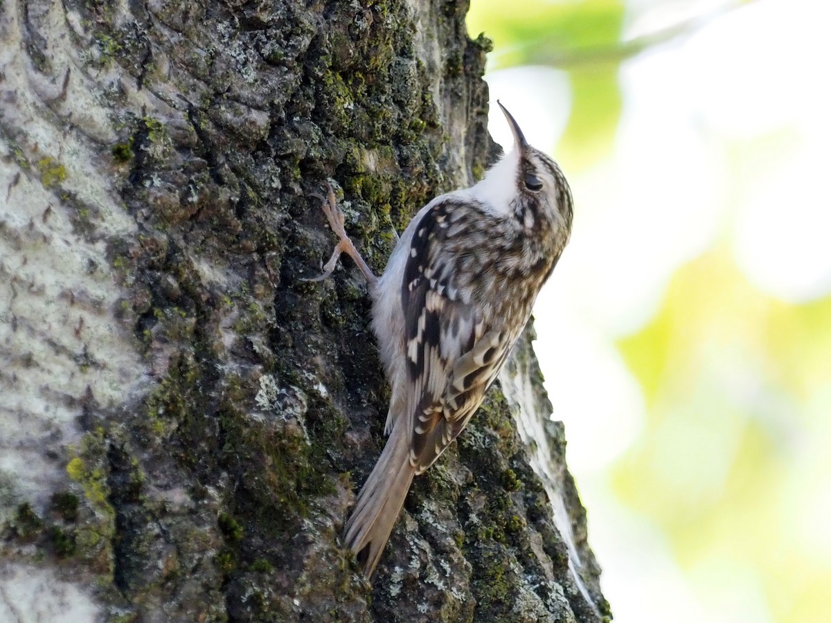 Brown Creeper - ML625978114