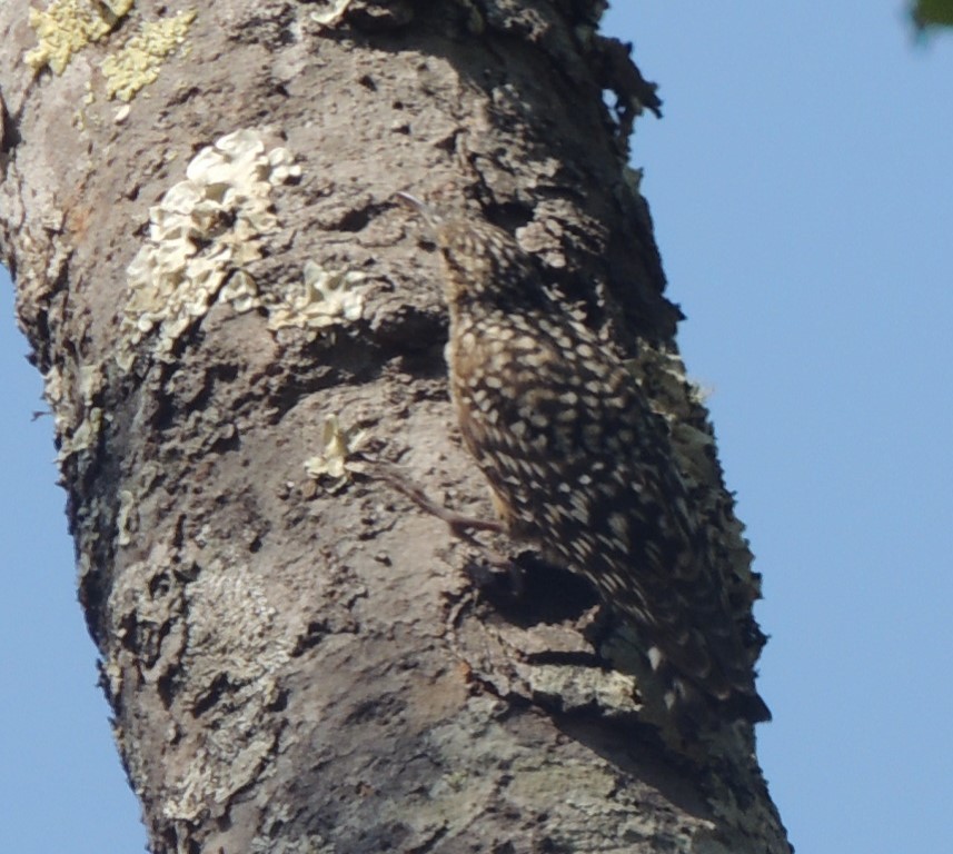 African Spotted Creeper - ML625978168