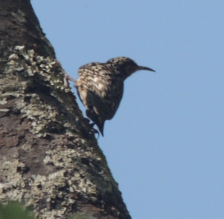 African Spotted Creeper - ML625978169