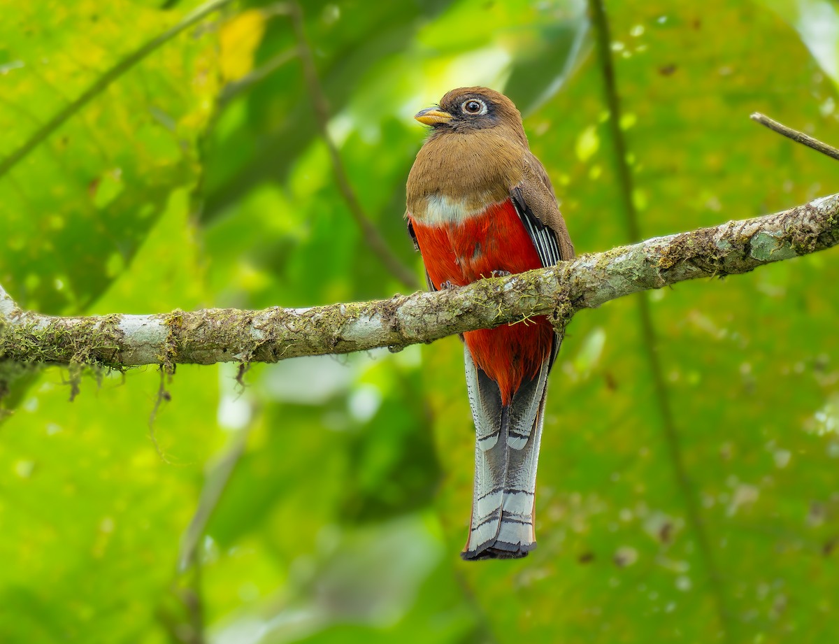 Collared Trogon - ML625978214