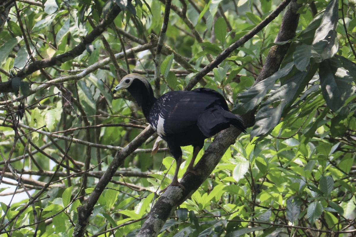 Blue-throated Piping-Guan - ML625978370