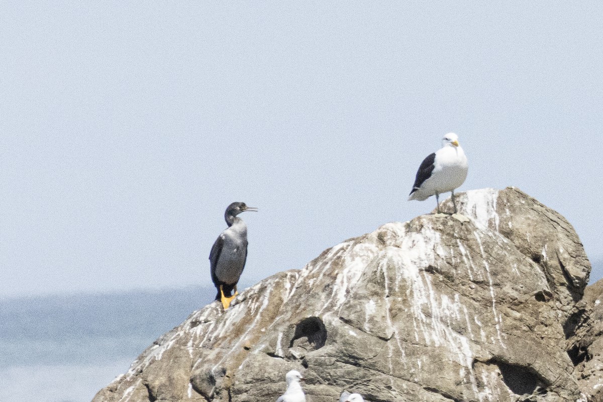 Spotted Shag - ML625978396