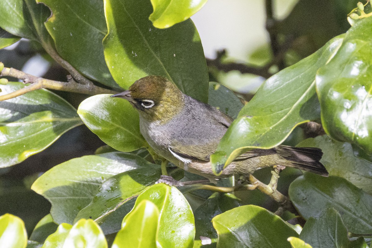Silvereye - ML625978400