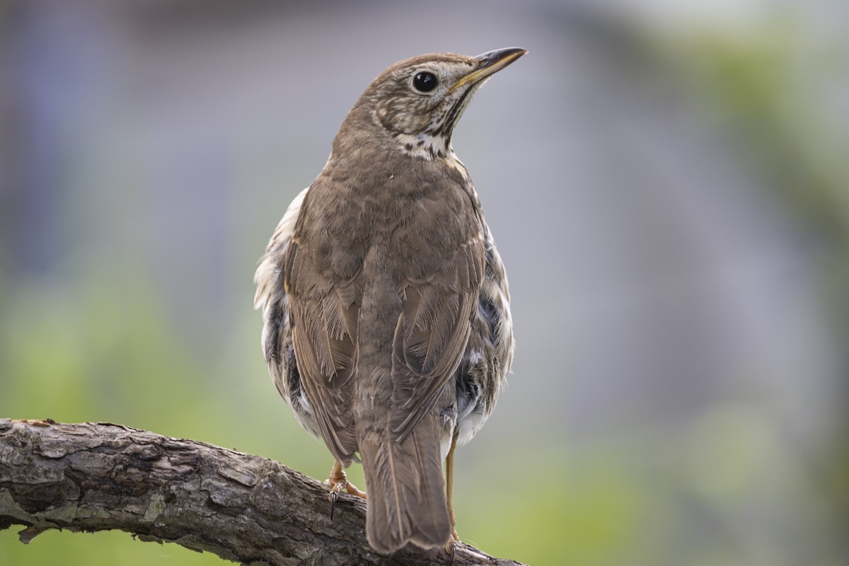 Song Thrush - ML625978401