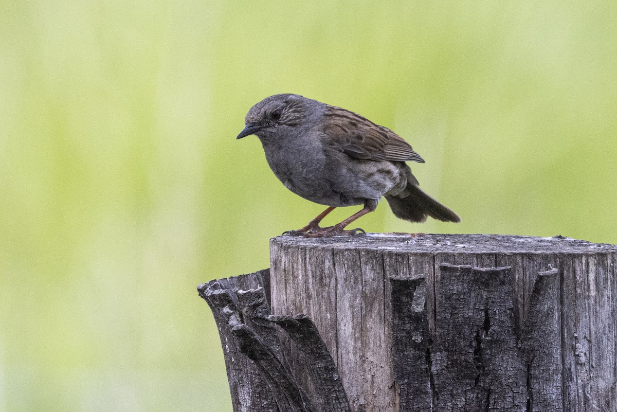 Dunnock - ML625978402