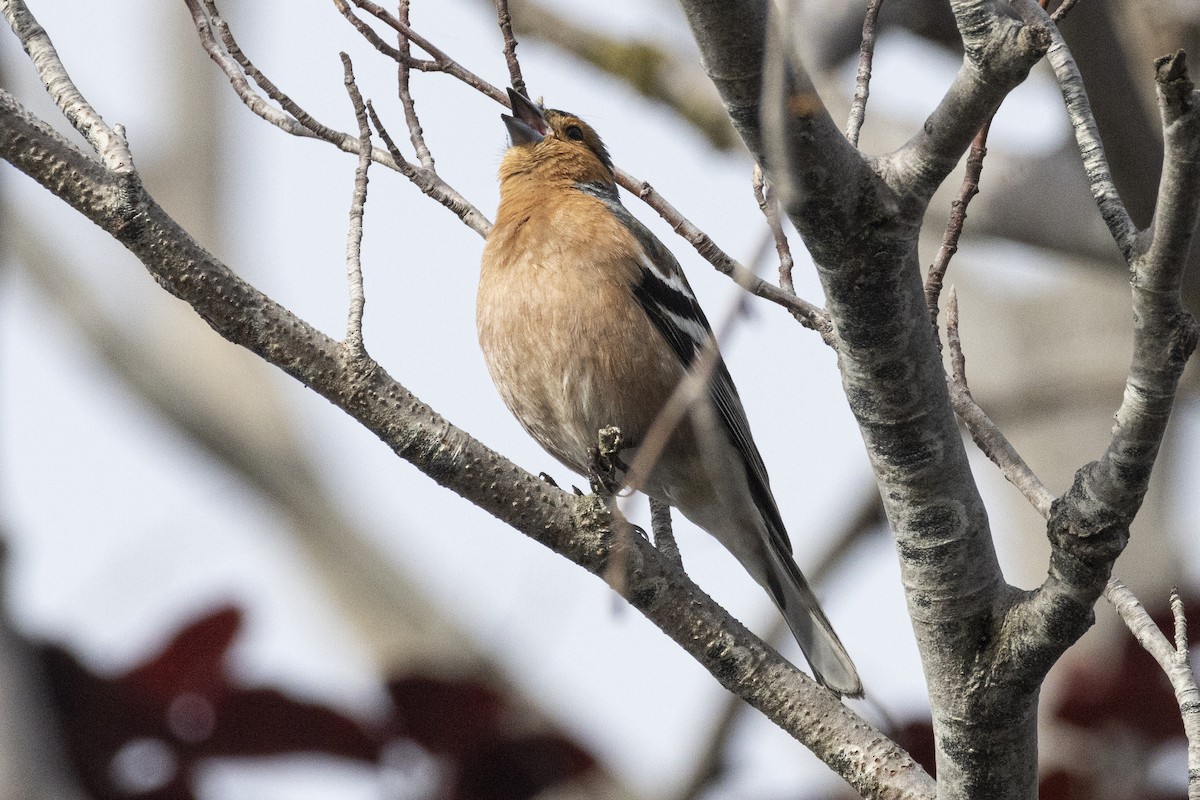 Common Chaffinch - ML625978404