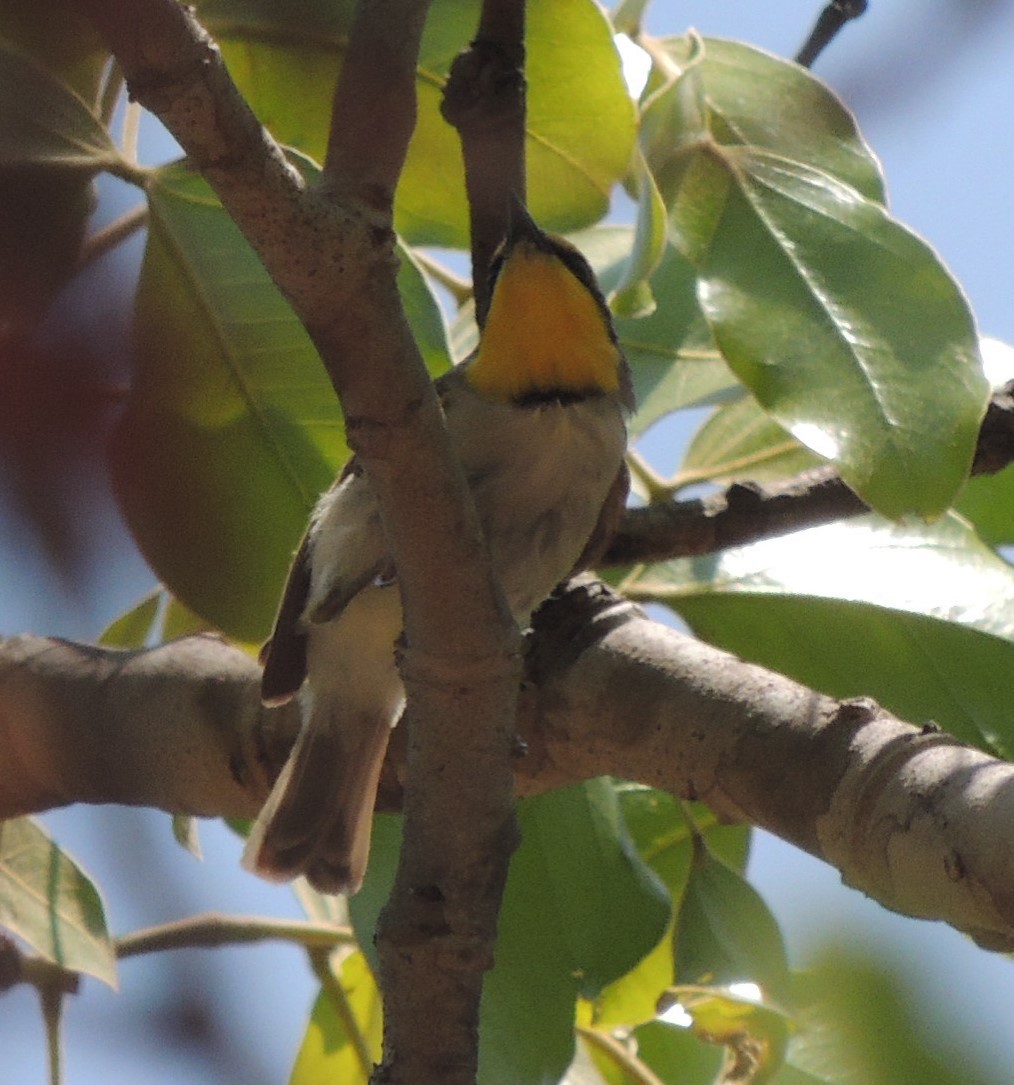 Apalis Pechigualdo (grupo flavida) - ML625978421