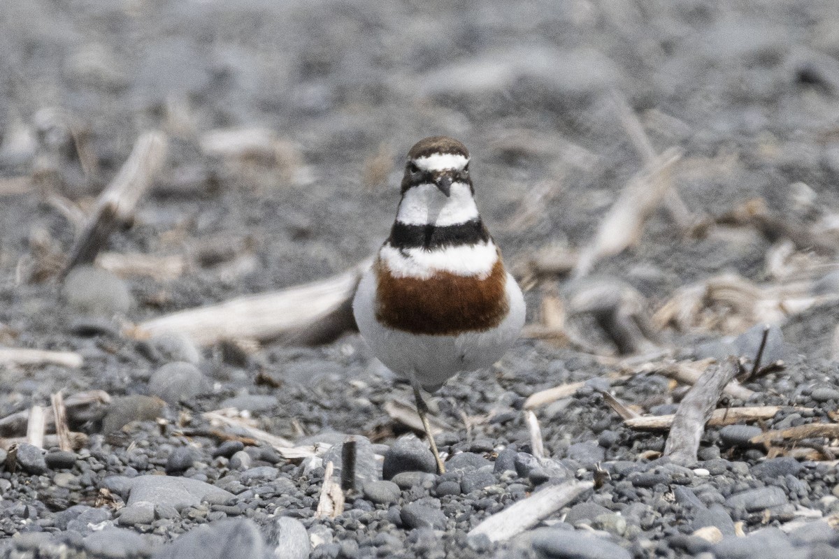 Double-banded Plover - ML625978453
