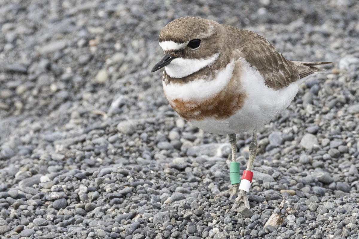 Double-banded Plover - ML625978454