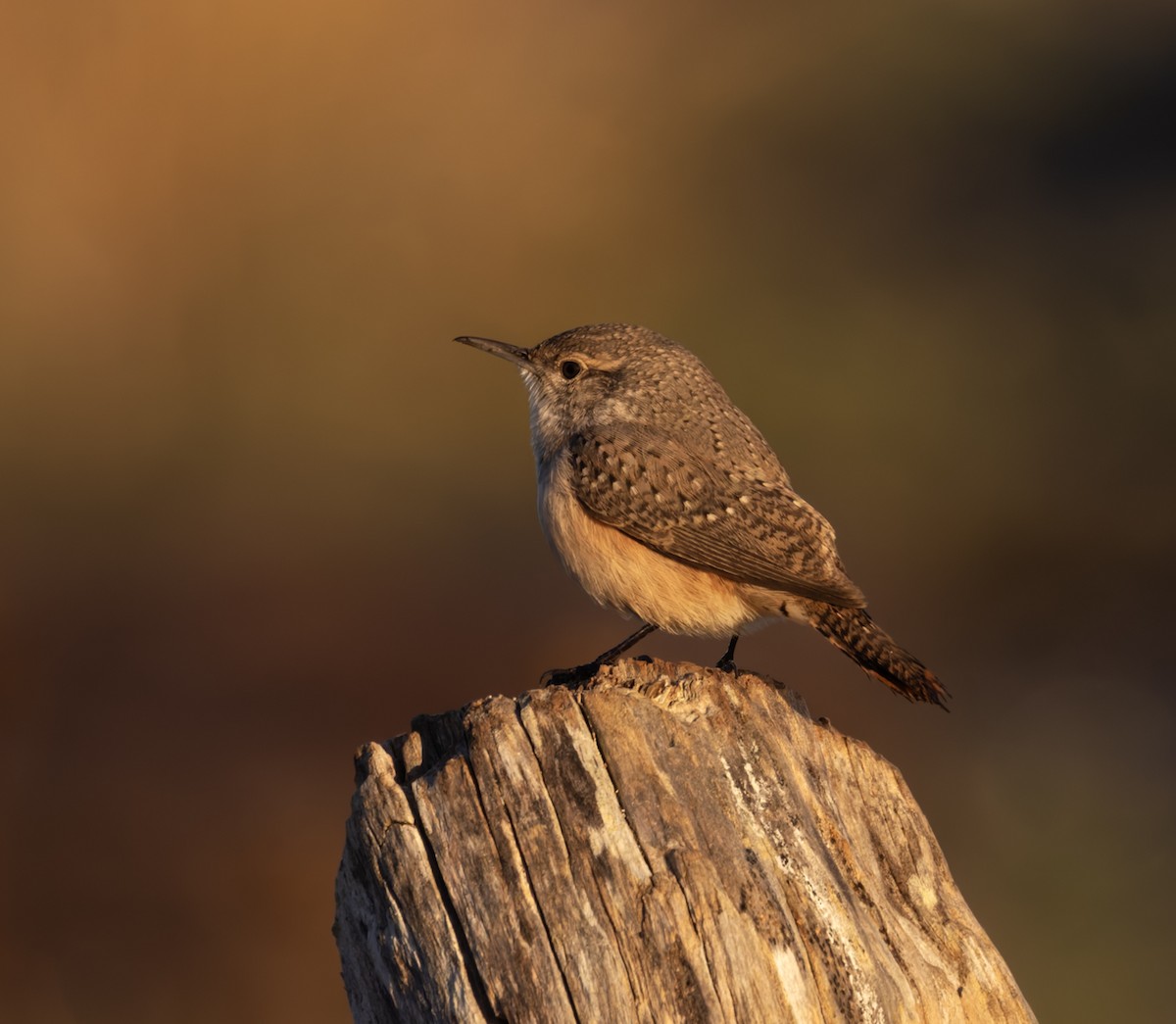 Rock Wren - ML625978558